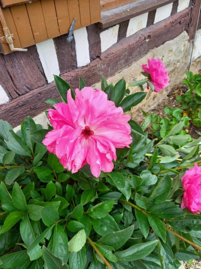 La Maison Aux Pivoines Theuville-aux-Maillots Kültér fotó